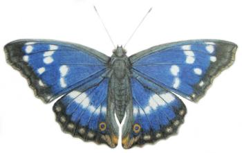 Purple Emperor, 2012 (watercolour paint and pencil) | Obraz na stenu