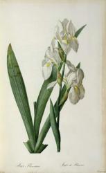 Iris Florentina, from `Les Liliacees', 1805 (coloured engraving) | Obraz na stenu