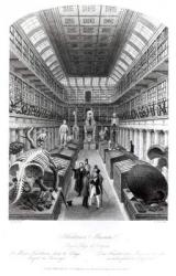 The Hunterian Museum, illustration to 'London Interiors', engraved by Edward Radclyffe, c.1840s (engraving) | Obraz na stenu
