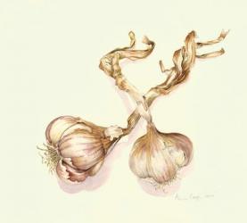 Garlic bulbs, 2005 (w/c on paper) | Obraz na stenu