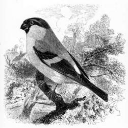 The Bullfinch,  illustration from 'A History of British Birds' by William Yarrell, first published 1843 (woodcut) | Obraz na stenu