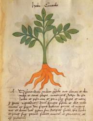 Ms 320 M fol.14r Herba Cancealis, from 'Liber Herbarius una cum rationibus conficiendi medicamenta' by Orgione Rizzardo (vellum) | Obraz na stenu