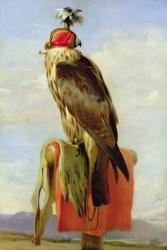 Hooded Falcon (oil on canvas) | Obraz na stenu