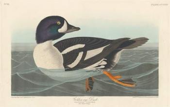 Golden-eye Duck, 1836 (coloured engraving) | Obraz na stenu