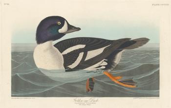 Golden-eye Duck, 1836 (coloured engraving) | Obraz na stenu