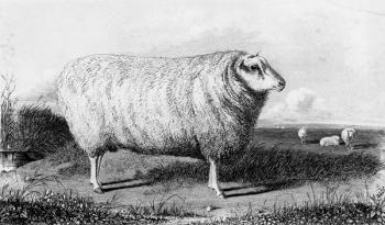 A Leicester Tup, engraved by Thomas Landseer (engraving) | Obraz na stenu