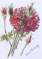 Little Red Roses, 2005, (w/c on handmade water colour board) | Obraz na stenu