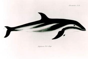 Dolphin, illustration from 'The Zoology of the Voyage of H.M.S Beagle, 1832-36,' by Charles Darwin (1809-92) (litho) (b/w photo) | Obraz na stenu