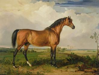 Eagle, a Celebrated Stallion (oil on canvas) | Obraz na stenu