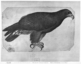 Hawk, from the The Vallardi Album (pencil & w/c on paper) (b/w photo) | Obraz na stenu