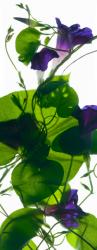 Morning Glory Rising, 2010, (digital photogram, digital original print) | Obraz na stenu