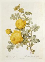 Rosa Sulfurea (Yellow Rose) from 'Les Roses' by Claude Antoine Thory (1757-1827) engraved by Eustache Hyacinthe Langlois (1777-1837) 1817 (coloured engraving) | Obraz na stenu