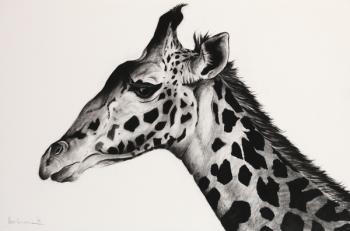 Giraffe II, 2006, (Charcoal on paper) | Obraz na stenu