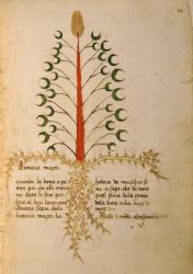 Ms 1591 Fol.13r Herba Lunaria Maggiore (vellum) | Obraz na stenu