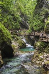 Visitors walking on wooden walkways which run the length of the Vintgar Gorge near Bled, Triglav, National Park, Upper Carniola, Slovenia (photo) | Obraz na stenu