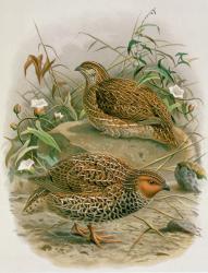 New Zealand Quail, illustration from 'A History of the Birds of New Zealand' by W.L. Buller, 1887-88 (chromolitho) | Obraz na stenu