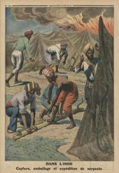 Catching, packing and sending snakes, India, back cover illustration from 'Le Petit Journal', supplement illustre, 20th April 1913 (colour litho) | Obraz na stenu