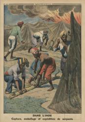 Catching, packing and sending snakes, India, back cover illustration from 'Le Petit Journal', supplement illustre, 20th April 1913 (colour litho) | Obraz na stenu