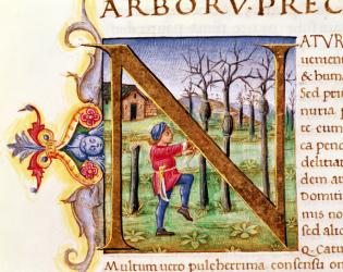 Historiated Initial 'N' depicting a man hewing trees, the 'Natural History' by Pliny the Elder (23-79AD) (vellum) | Obraz na stenu