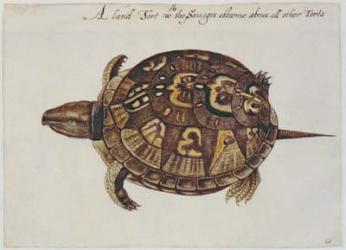 Common Box Tortoise (lithograph) | Obraz na stenu