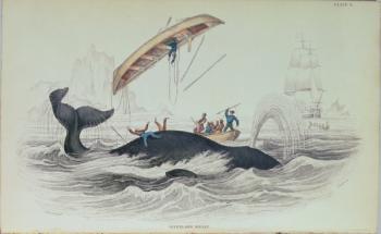 Greenland Whale, book illustration engraved by William Home Lizars (1788-1859) | Obraz na stenu