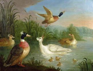 Ducks on a River Landscape | Obraz na stenu