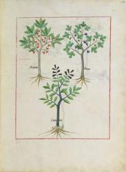 Ms Fr. Fv VI #1 fol.164r Illustration from the 'Book of Simple Medicines' by Mattheaus Platearius (d.c.1161) c.1470 (vellum) | Obraz na stenu