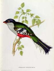 Trogon Temnurus from 'Tropical Birds', 19th century (coloured litho) | Obraz na stenu