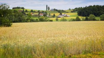 Wheat field, near Ptuj, Styria, Slovenia (photo) | Obraz na stenu