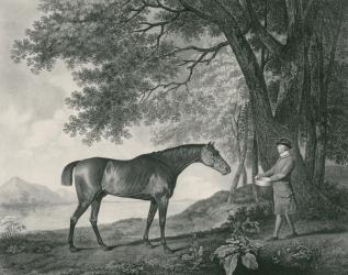 Sharke, engraved by George Townley Stubbs (1756-1815) pub. 1794 (etching) | Obraz na stenu