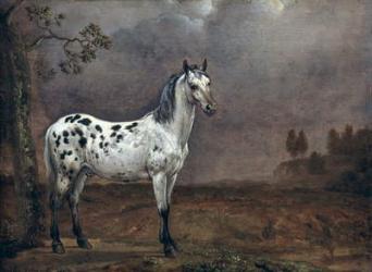 The Piebald Horse, 1653 (oil on canvas) | Obraz na stenu