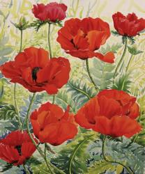 Large Red Poppies (watercolour on paper) | Obraz na stenu