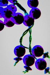 Purple Prayer Beads, from the series Misbaha, 2016 (photograph) | Obraz na stenu