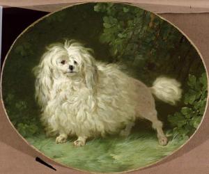 Portrait of a Poodle | Obraz na stenu