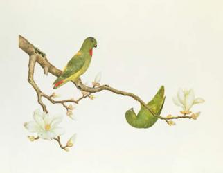Blue-crowned parakeet, hanging on a magnolia branch, Ch'ien-lung period (1736-1796) (colour on paper) | Obraz na stenu