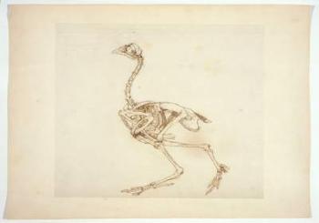 Dorking Hen Skeleton, Lateral View, from 'A Comparative Anatomical Exposition of the Structure of the Human Body with that of a Tiger and a Common Fowl', 1795-1806 (pen & ink and graphite on paper) | Obraz na stenu