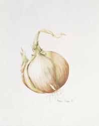 Onion Study, 1993 (w/c) | Obraz na stenu