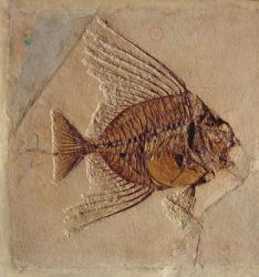Fish (fossil) | Obraz na stenu