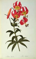 Lilium Superbum, from `Les Liliacees', 1805 (coloured engraving) | Obraz na stenu