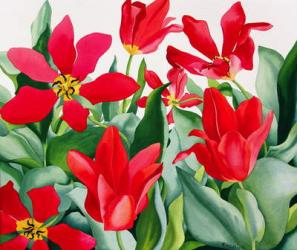 Shakespeare Tulips (watercolour on paper) | Obraz na stenu