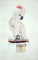 Salmon-Crested Cockatoo (colour litho) | Obraz na stenu