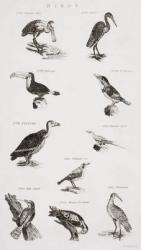 Different types of birds (engraving) | Obraz na stenu