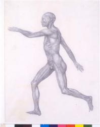 The Human Figure, lateral view, from the series 'A Comparative Anatomical Exposition of the Structure of the Human Body with that of a Tiger and a Common Fowl, 1795-1806 (graphite on paper) | Obraz na stenu