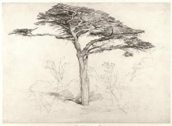 Old Cedar Tree in Botanic Garden, Chelsea, 1854 (pencil on paper) | Obraz na stenu