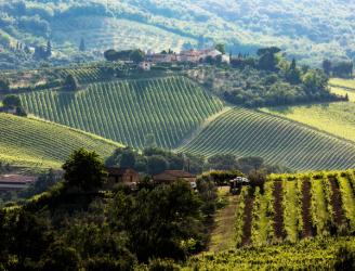Vineyards, Tuscany, Italy (photo) | Obraz na stenu