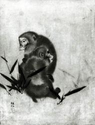 Monkeys (b/w photo) | Obraz na stenu
