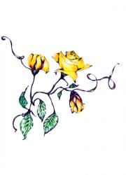 Climbing Rose 'Lady Hillingdon', Botanical Series 2017 (coloured pencil) | Obraz na stenu