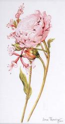 Pink Rose, Abraham Derby with Honeysuckle, 2008 (w/c on paper) | Obraz na stenu