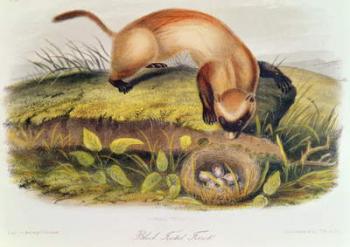 Black-footed Ferret from Quadrupeds of North America (1842-5) | Obraz na stenu