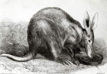 The Cape Ant-Eater at the Zoological Society's Gardens, Regents Park, from 'The Illustrated London News', engraved by Pearson,(engraving) (b/w photo) | Obraz na stenu